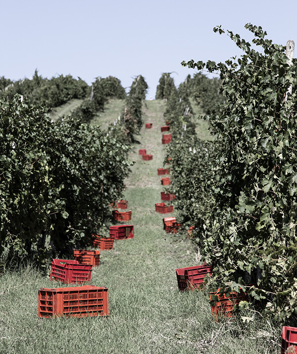 6 Flaschen 27 Opere Lambrusco amabile Cantine Ceci