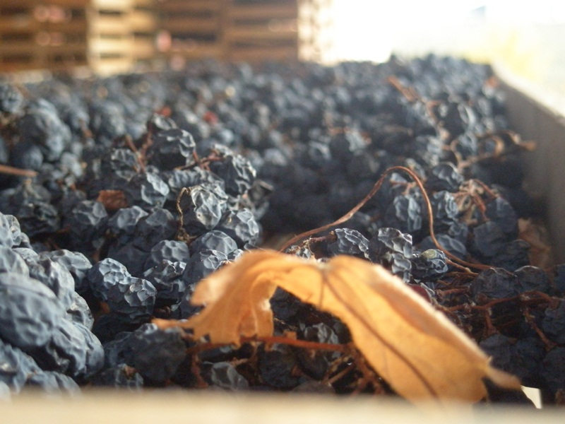 Refrontolo Passito Rosso DOCG Marzemino Dessertwein 2016