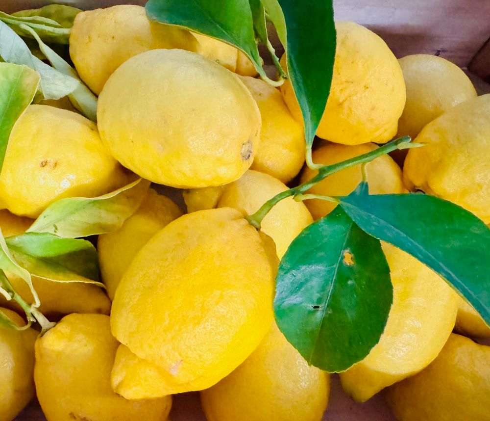 Amalfi Zitrone frisch