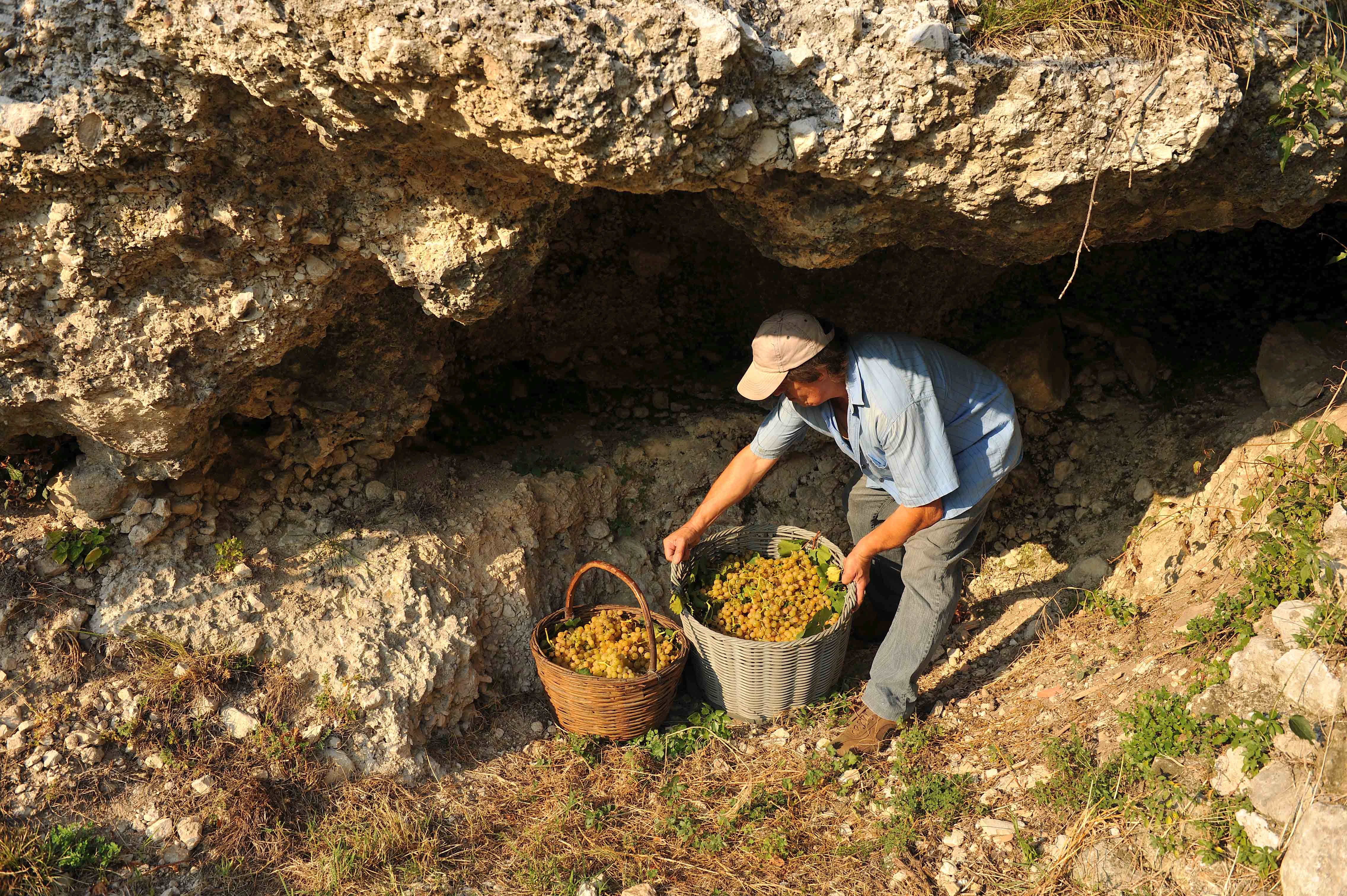 12X0,75 l Sauvignon Campo Napoleone IGT Albino Armani