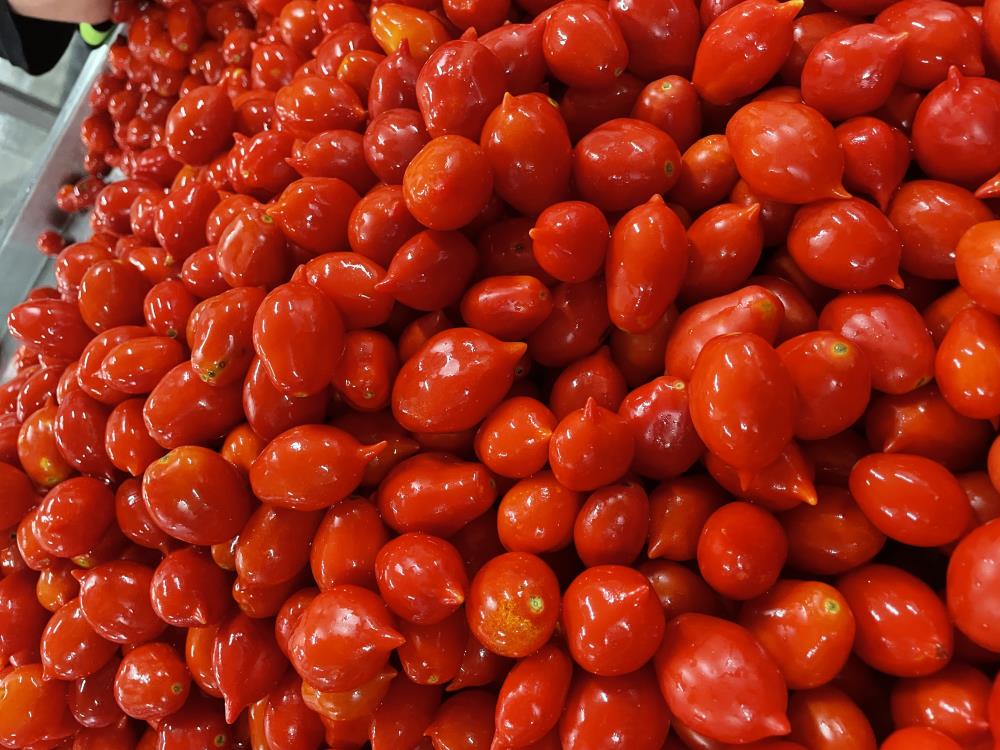 Pacchetelle Piennolo Tomaten DOP geschnitten