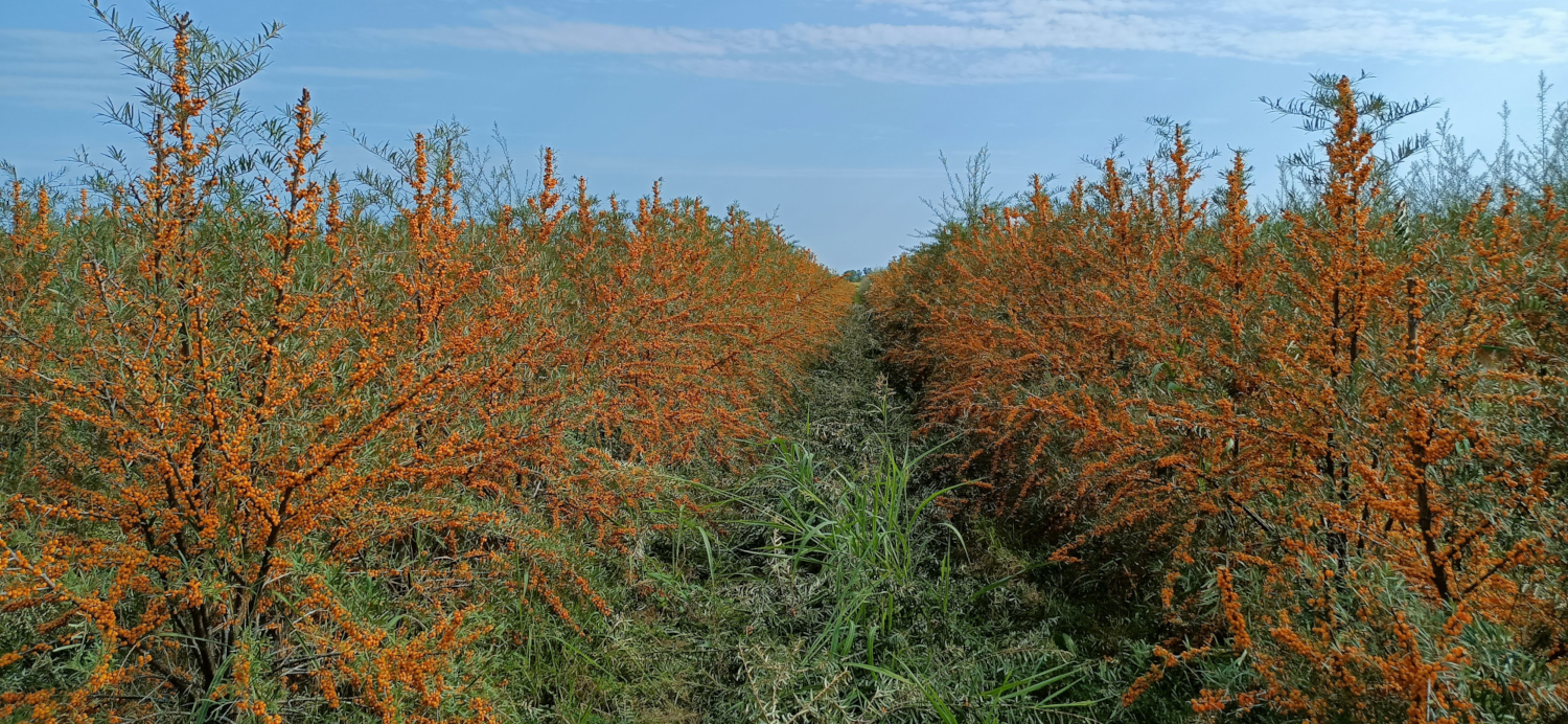 BIO Sanddorn Muttersaft aus eigenen Plantage in Italien