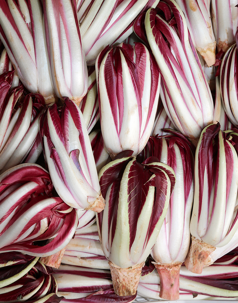 Frischer Radicchio rosso di Treviso IGP Tardivo