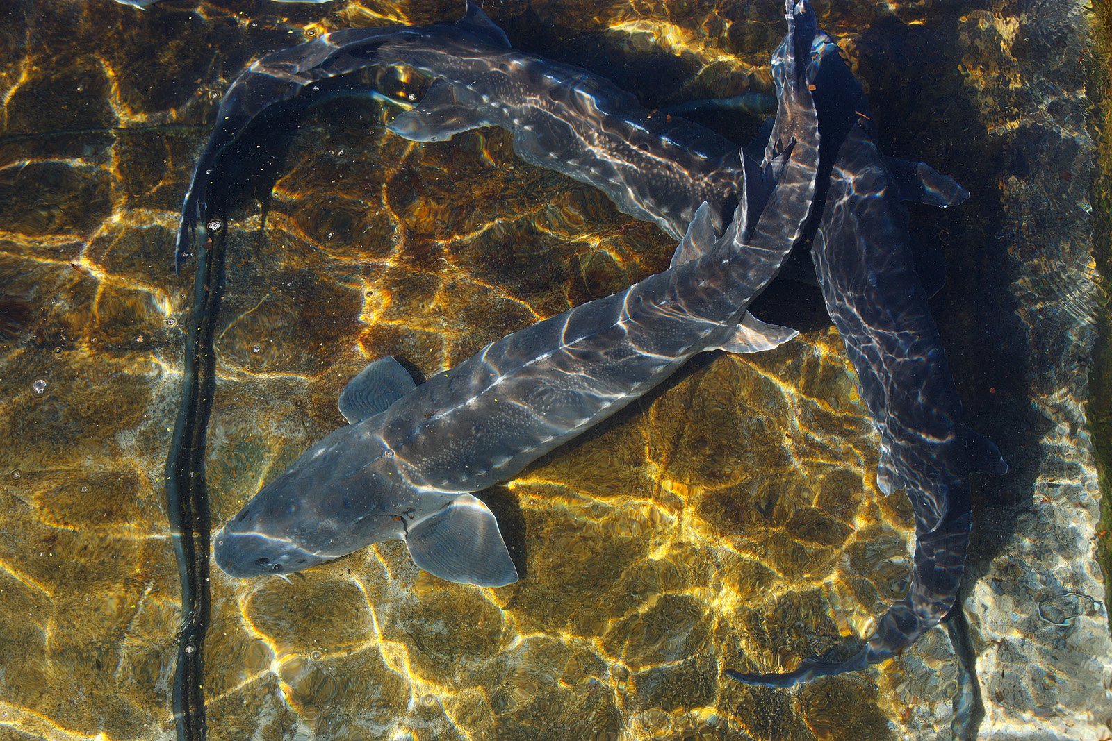 Caviar Sevruga Imperial LIMITED EDITION