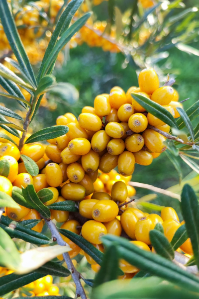 100% BIO Apfel + Sanddorn Muttersaft aus Italien