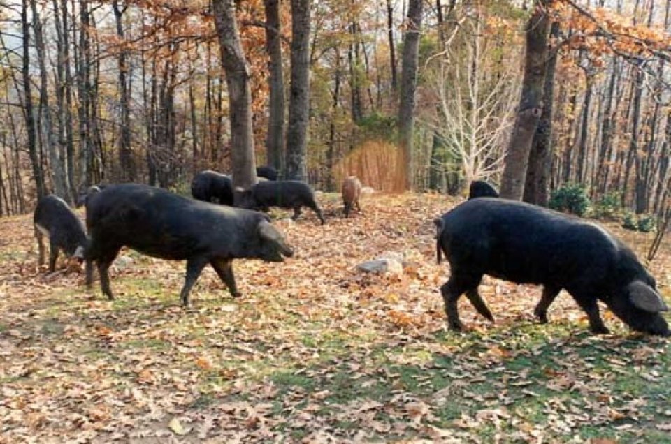Soppressata Gran Riserva Suino Nero vom schwarzen Schwein aus Kalabrien