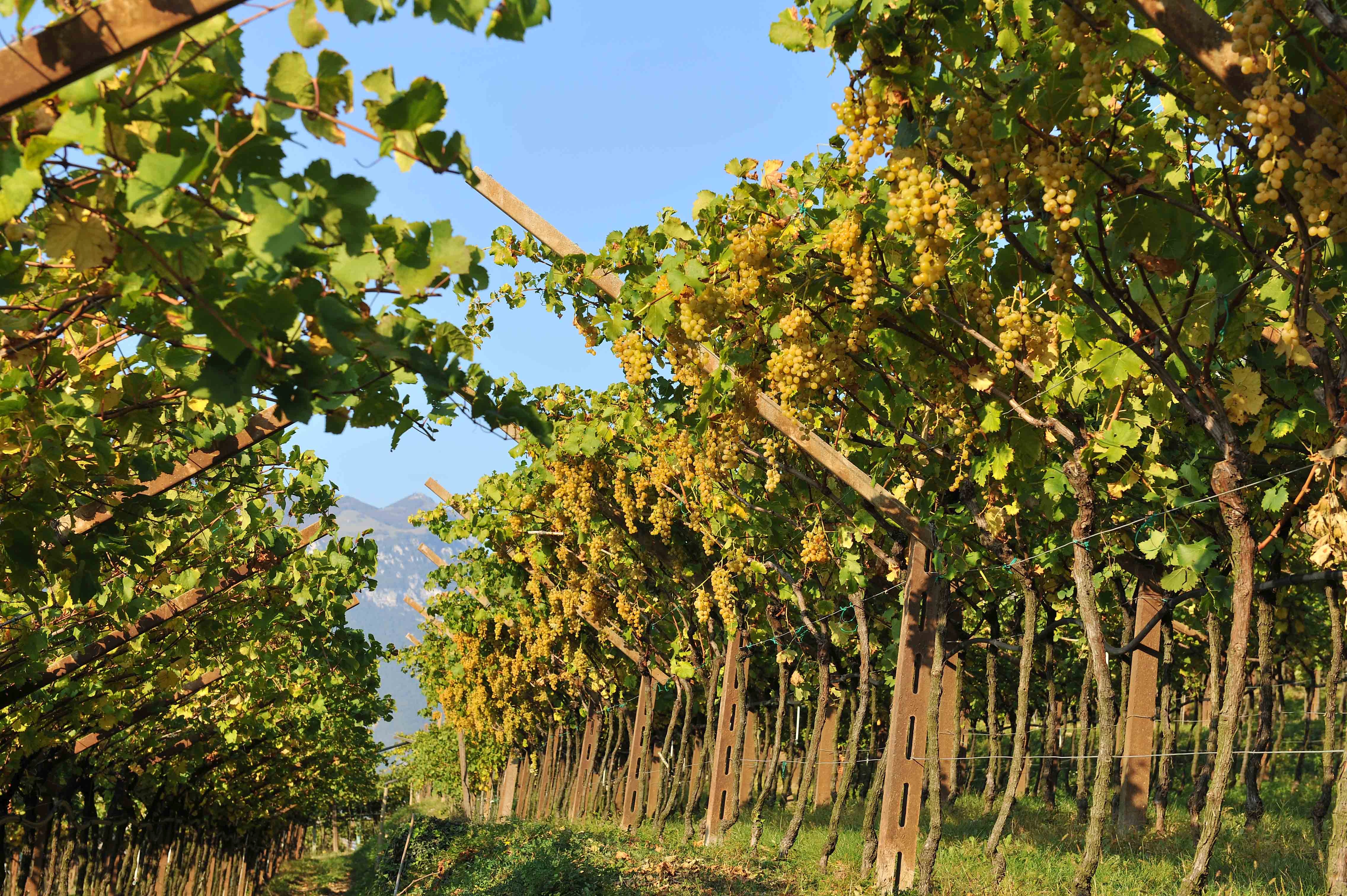 12X0,75 l Sauvignon Campo Napoleone IGT Albino Armani