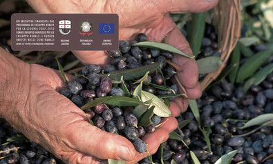 Olivenöl Extra Vergine 100% Taggiasca Monocultivar