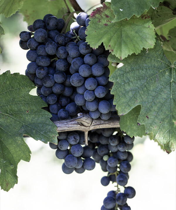6x Lambrusco Amabile IGT Emilia Cantine Ceci