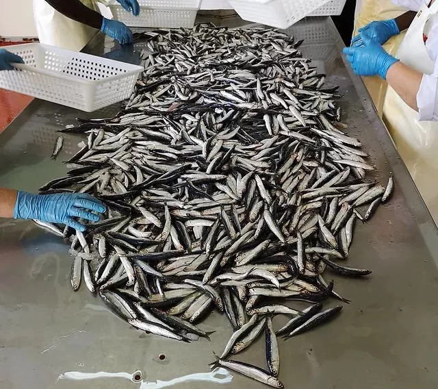Sardellenfilets in Olivenöl Extra Vergine aus Sizilien 80g