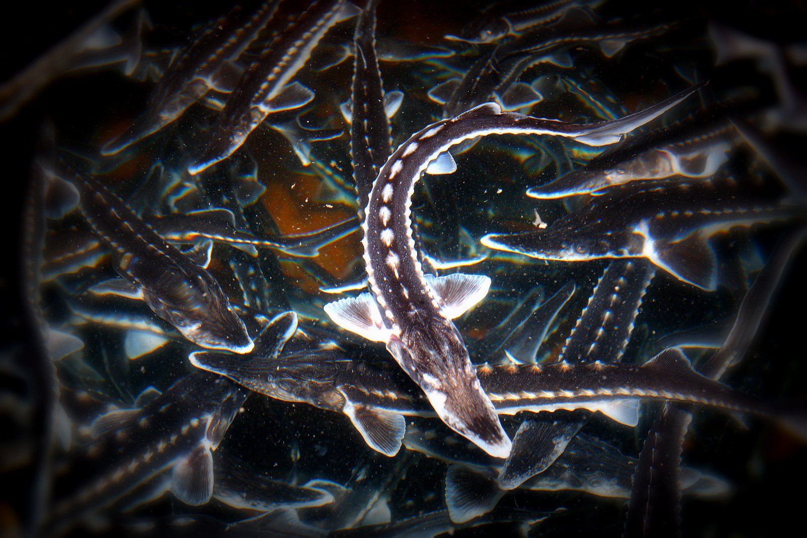 Caviar Sevruga Imperial LIMITED EDITION