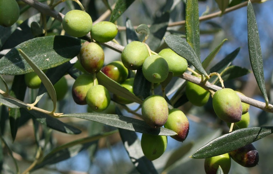 Olivenöl Extra Vergine mit frischem Knoblauch und Chili aus Sizilien