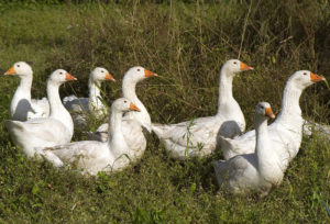 Oca Libera