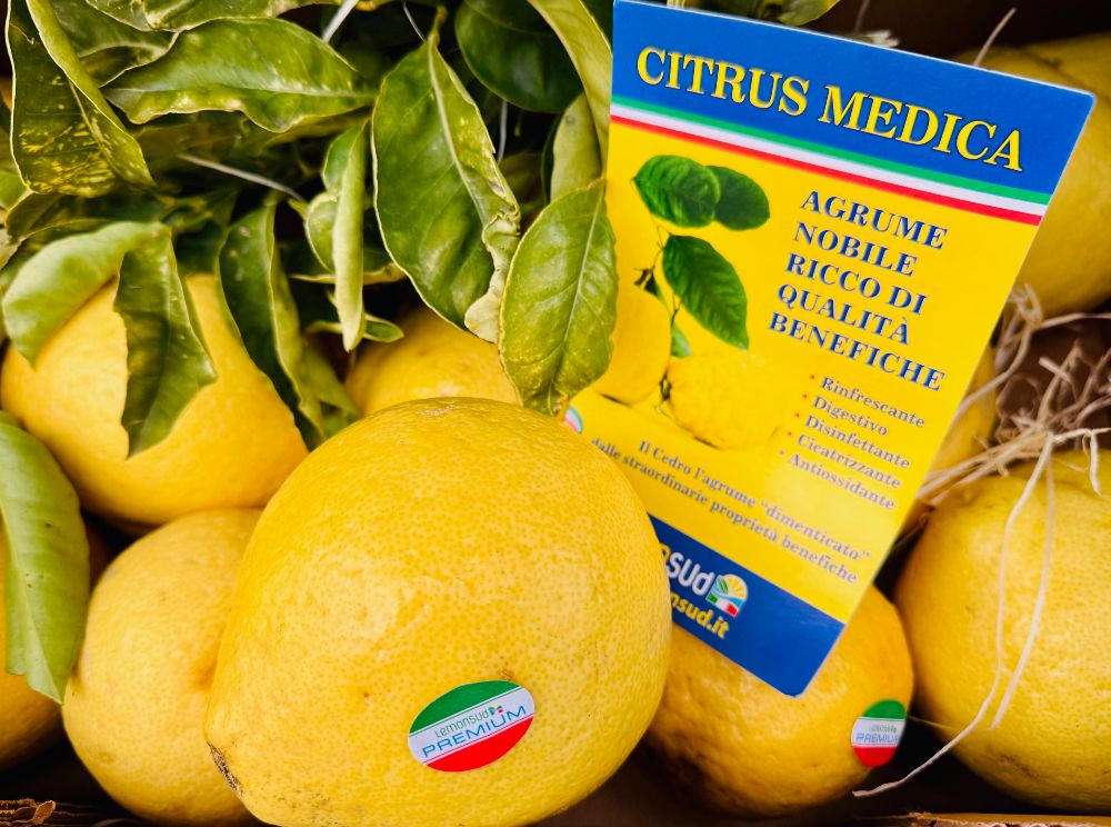 Cedro frisch aus Kalabrien – Citrus Medica